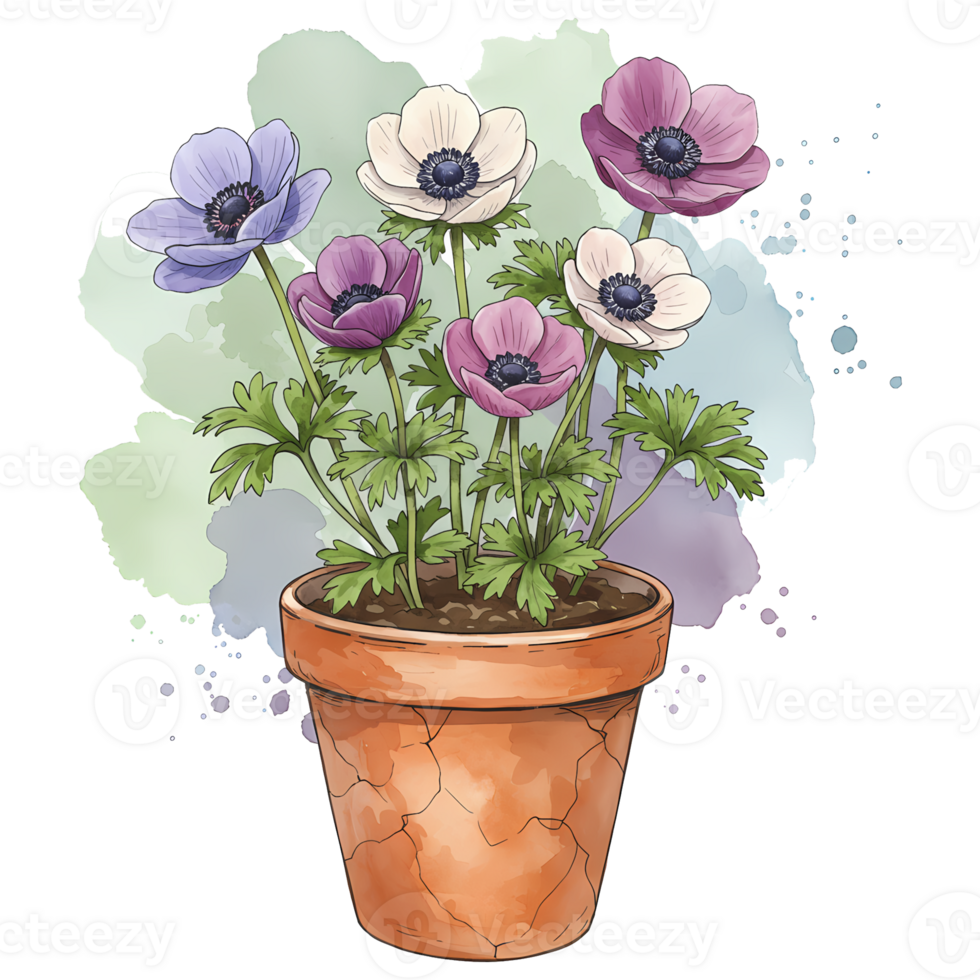 A terracotta pot filled with colorful anemone flowers against a watercolor style painted backdrop art piece on transparent background png