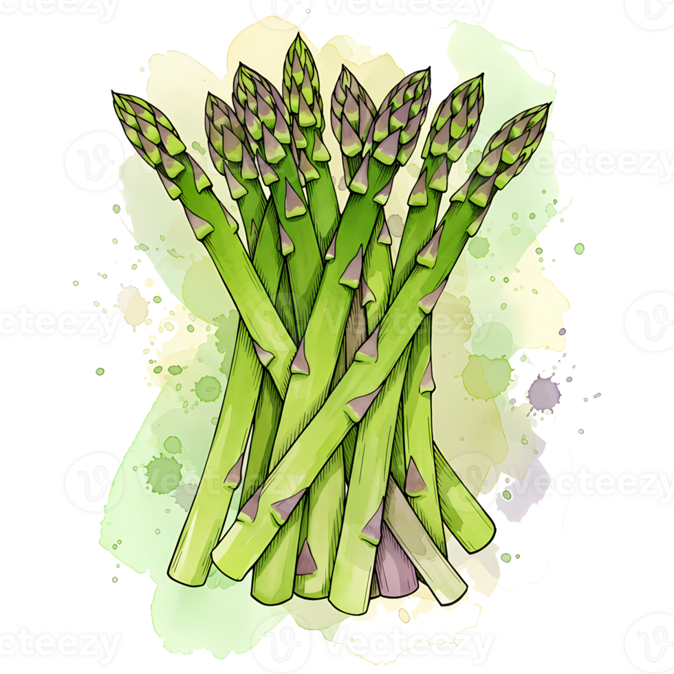 A bundle of fresh green asparagus spears with watercolor style splatters on a transparent canvas art piece on transparent background png