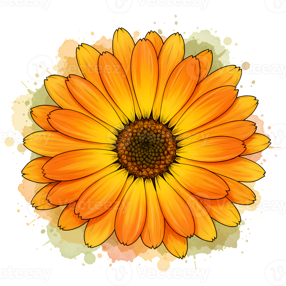 A vibrant calendula flower with watercolor splashes on a transparent digital canvas design element on transparent background png