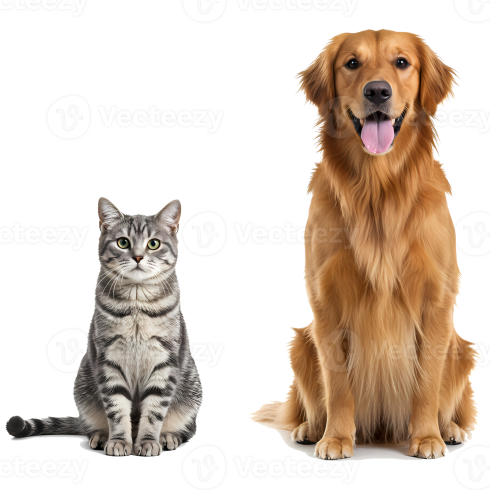 A golden retriever dog sitting next to a grey tabby cat posing together on a plain color space area on transparent background png