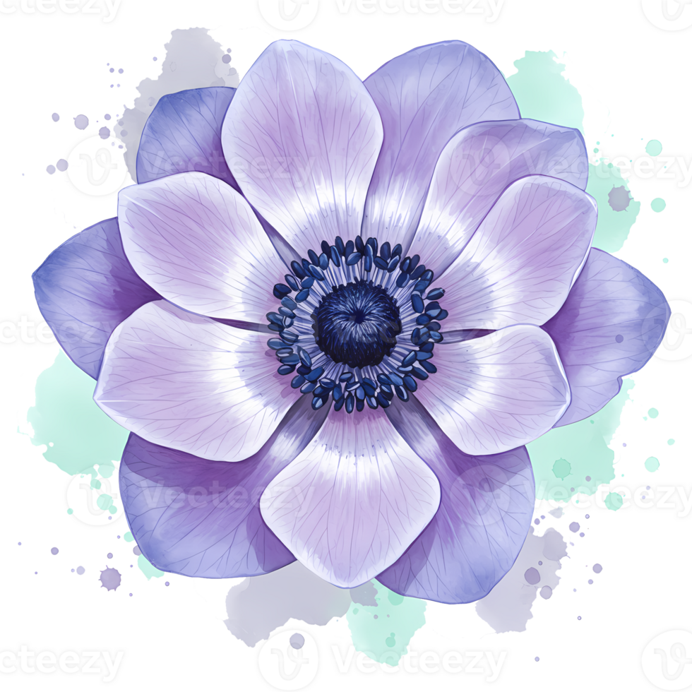 Aquarelle style flower with violet and lavender petals and a navy center on a transparent canvas on transparent background png