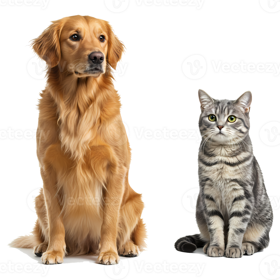A golden retriever dog sitting next to a grey tabby cat looking forward on a transparent setting area on transparent background png