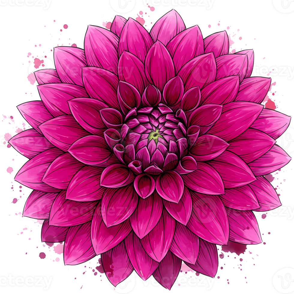 A vibrant magenta dahlia flower with layered petals in full bloom against a transparent area around it on transparent background png
