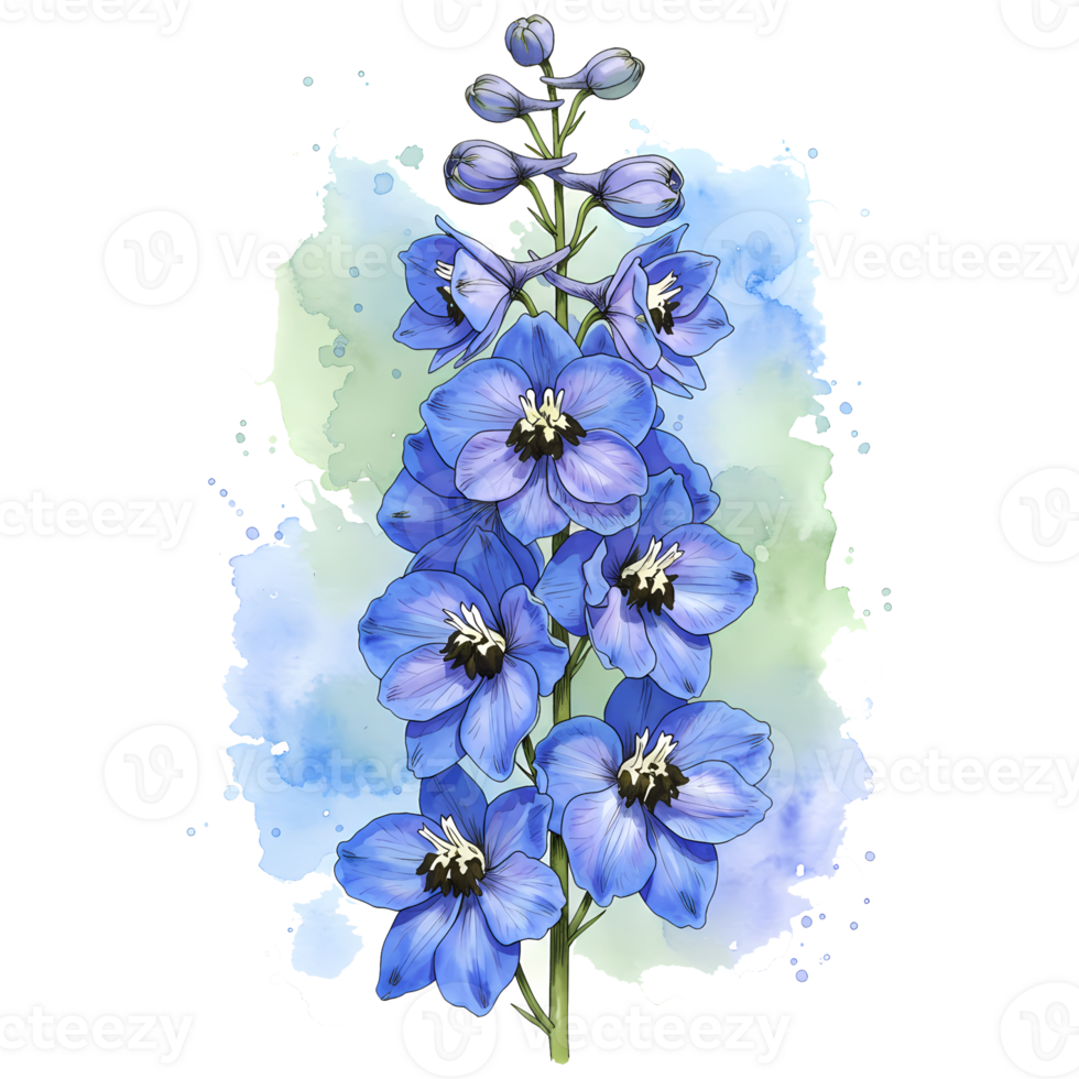 A watercolor style painting of a delphinium flower with open blooms and buds on a stem with leaves on transparent background png