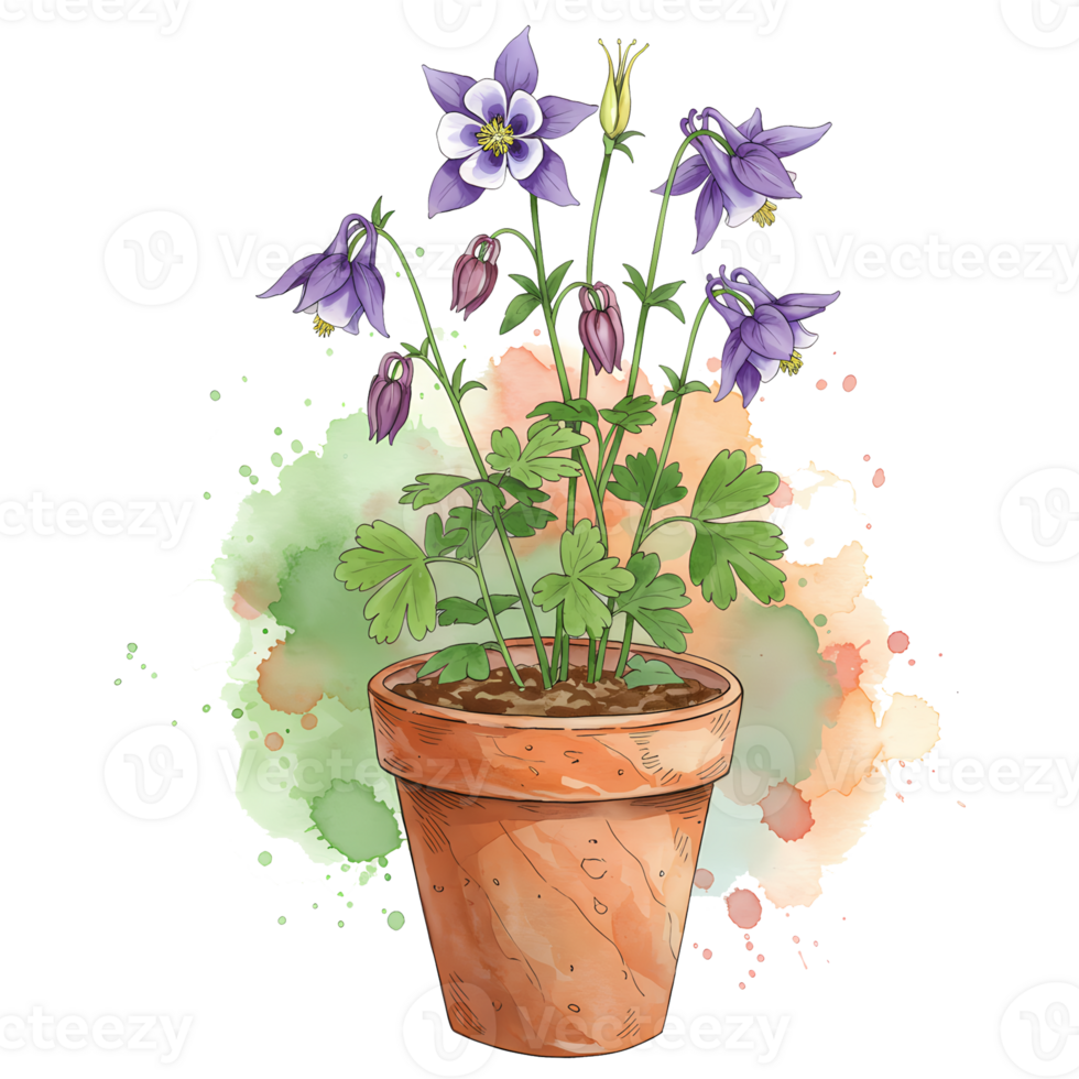 A potted aquilegia plant with purple flowers and green leaves on a watercolor style background art piece on transparent background png