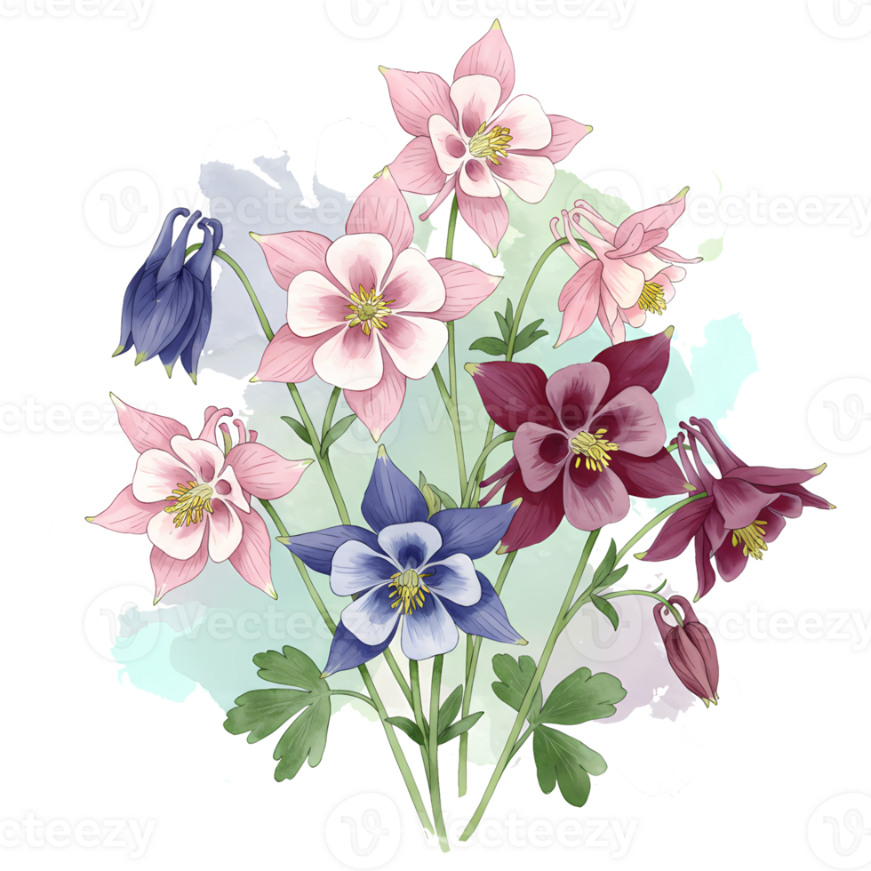 A group of columbine flowers with pink purple and blue petals with a light watercolor style effect on transparent background png