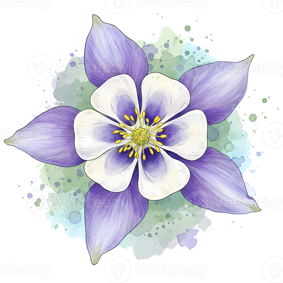 A watercolor style columbine flower with purple petals and white center on a light green splash on transparent background png