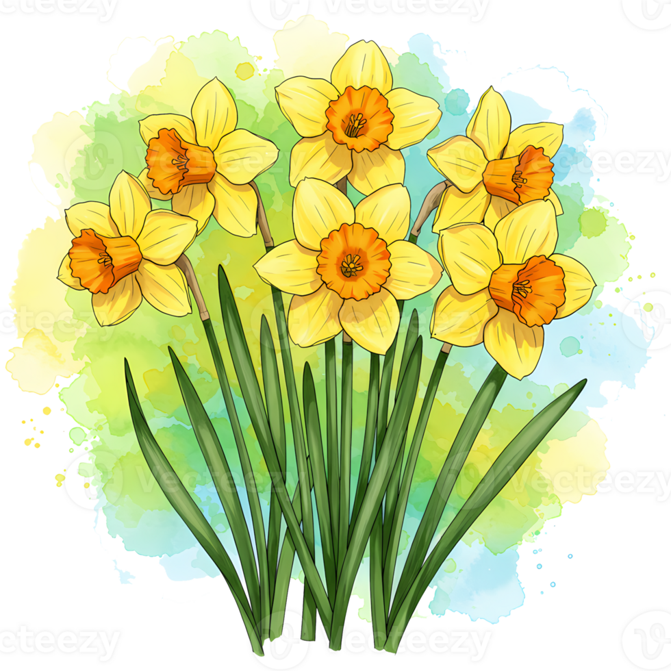 A watercolor painting of several yellow daffodils with green stems on a colorful wash effect canvas on transparent background png