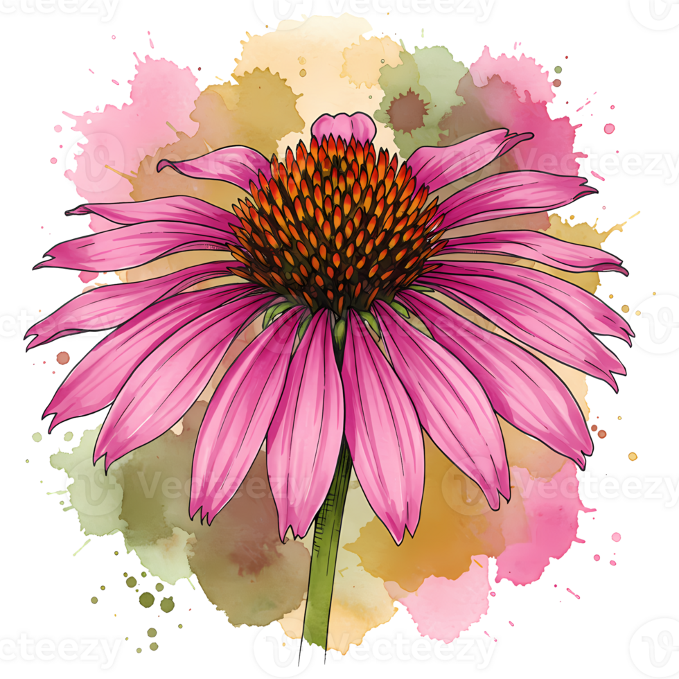 Watercolor style drawing of a coneflower with pink petals and a textured orange center on a splashy backdrop on transparent background png