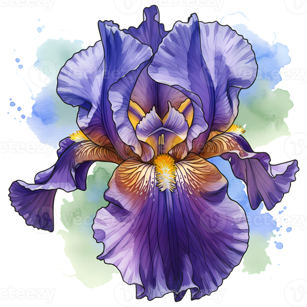 Detailed watercolor painting of a purple iris flower with yellow accents on a transparent canvas on transparent background png