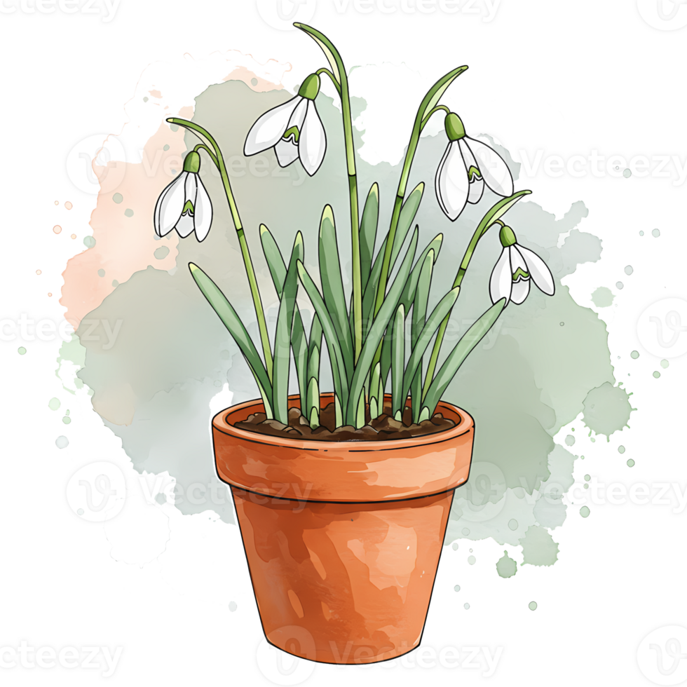 Snowdrops with green leaves in a terracotta pot against a watercolor style textured light space on transparent background png