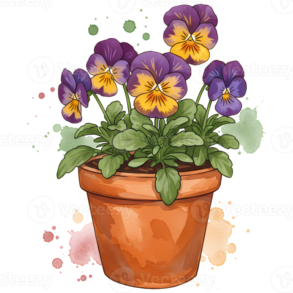 Pansies with purple and yellow petals in a terracotta pot with watercolor splashes surrounding it on transparent background png