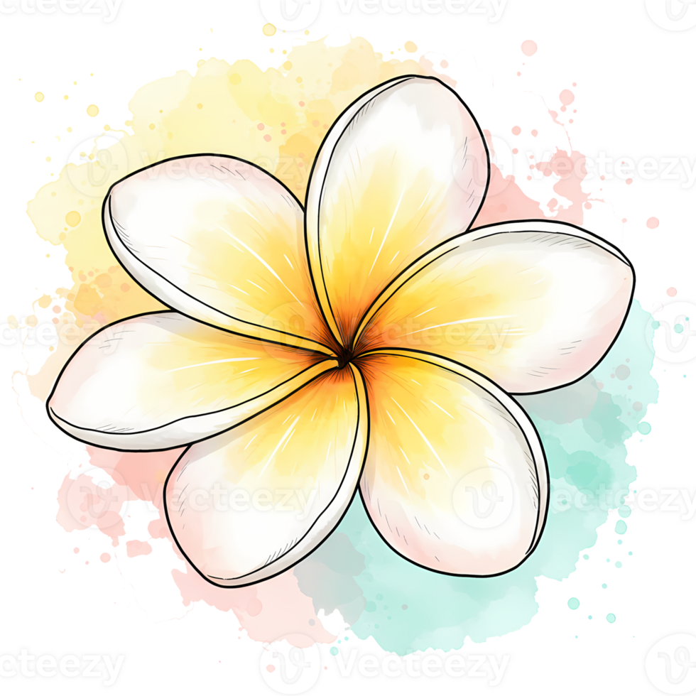 A single frangipani flower with watercolor splashes on a transparent digital canvas design style on transparent background png