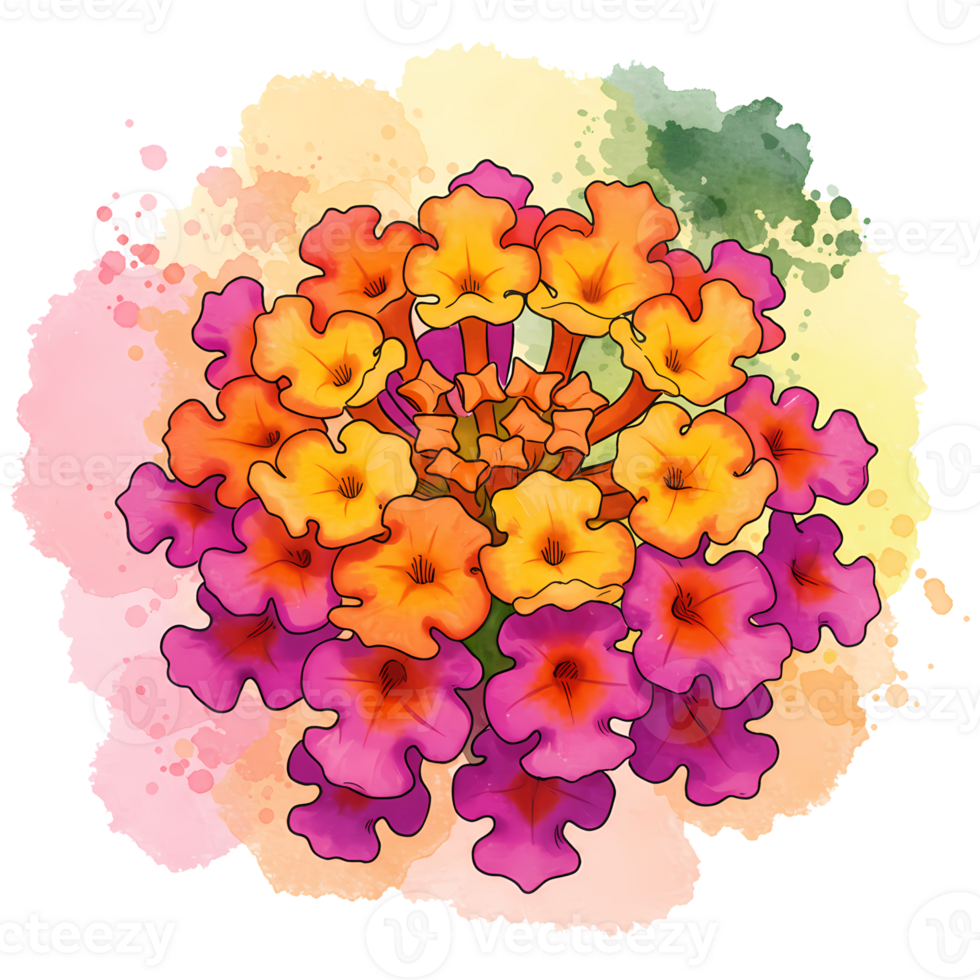 A colorful lantana flower cluster with pink orange and yellow petals on a watercolor background design on transparent background png