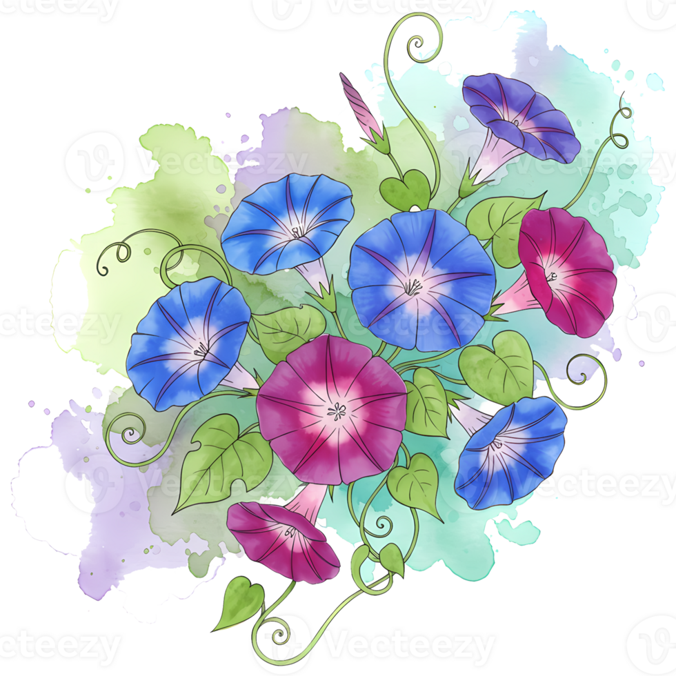 Watercolor painting of morning glories with blue and pink flowers and green leaves and vines art on transparent background png