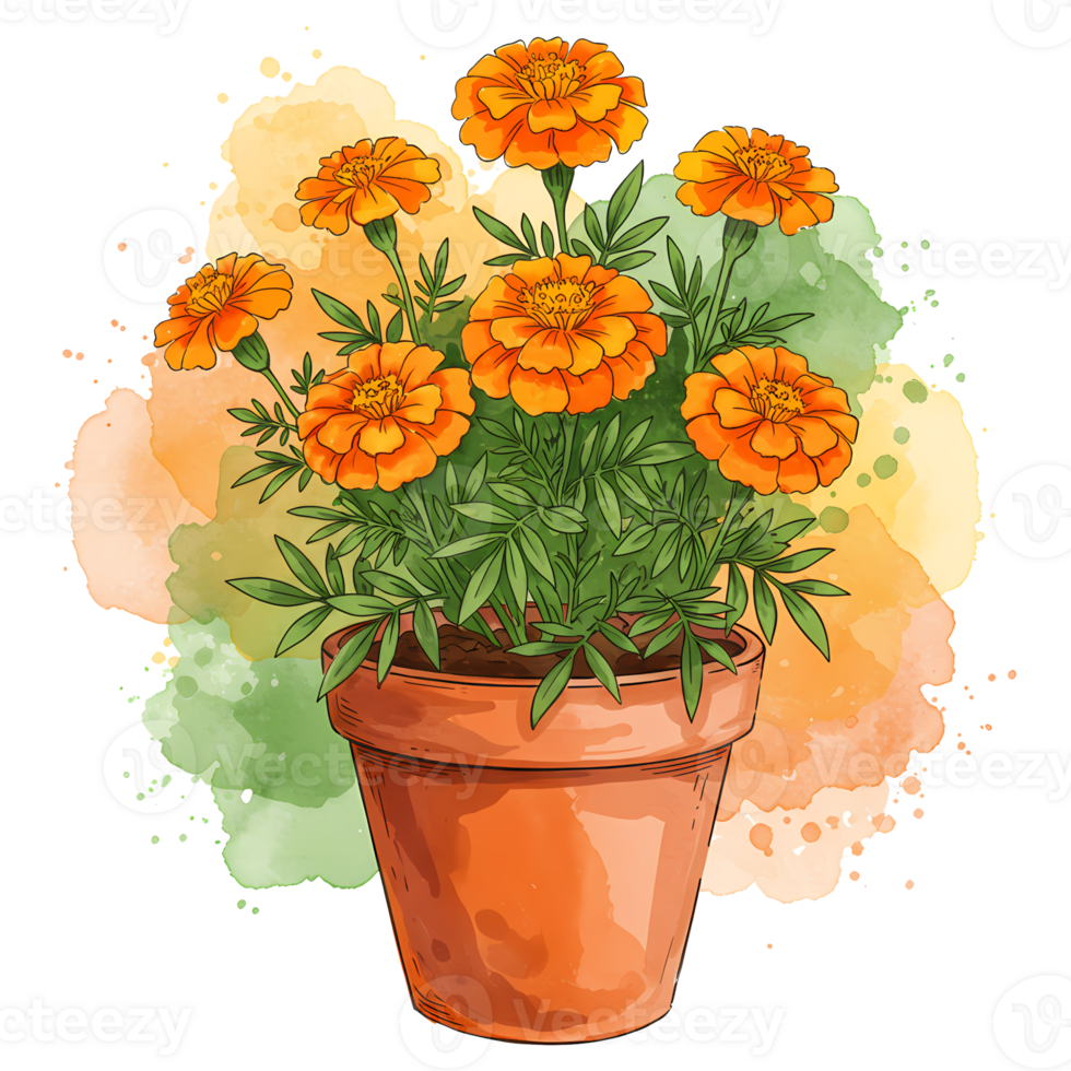 A terracotta pot filled with vibrant marigold flowers against a watercolor splash of color behind it on transparent background png