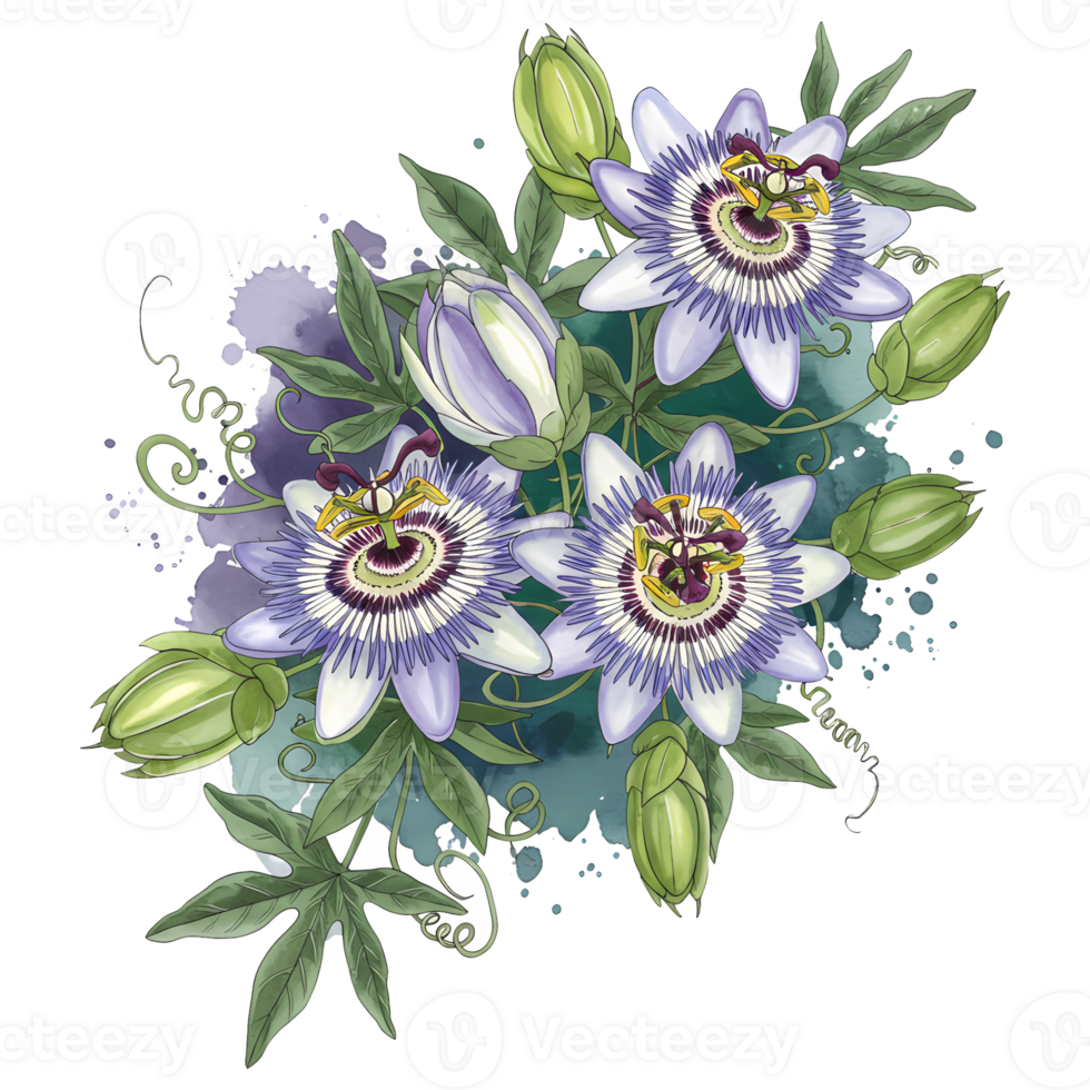 Watercolor painting of passionflowers with green buds and leaves on an abstract teal and violet splash on transparent background png