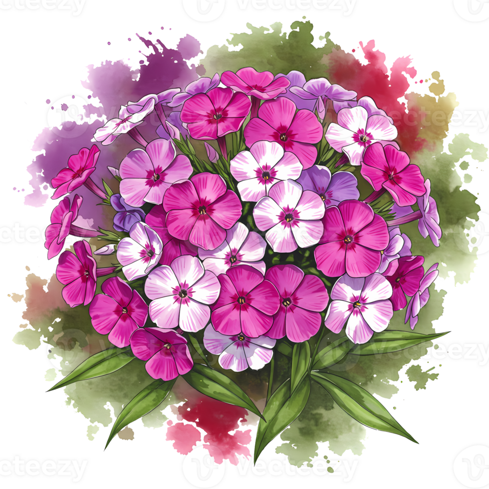 A watercolor painting of phlox flowers in shades of pink and white with green leaves and a colorful wash on transparent background png