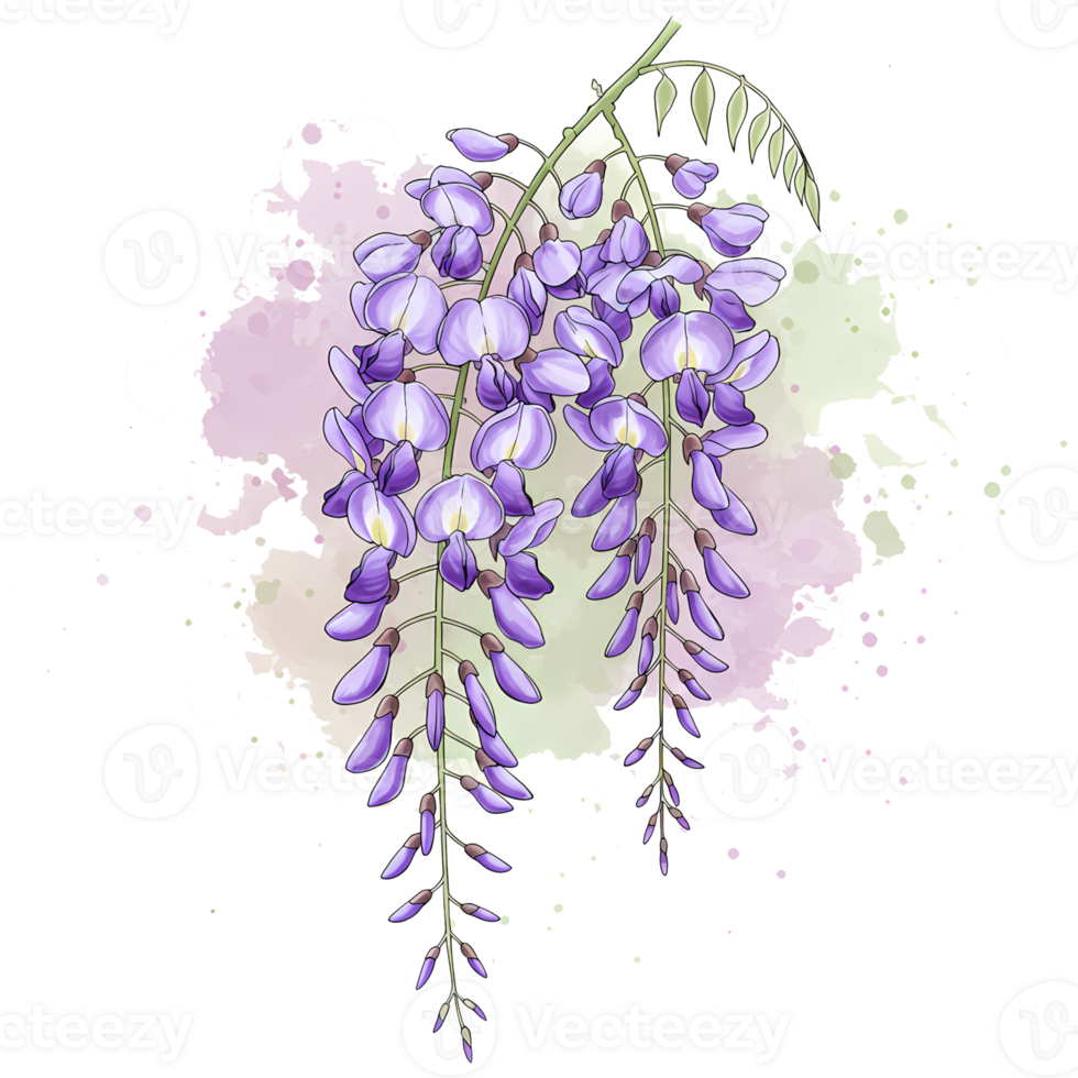 A watercolor style drawing of a wisteria plant with purple flowers on a light colored background on transparent background png