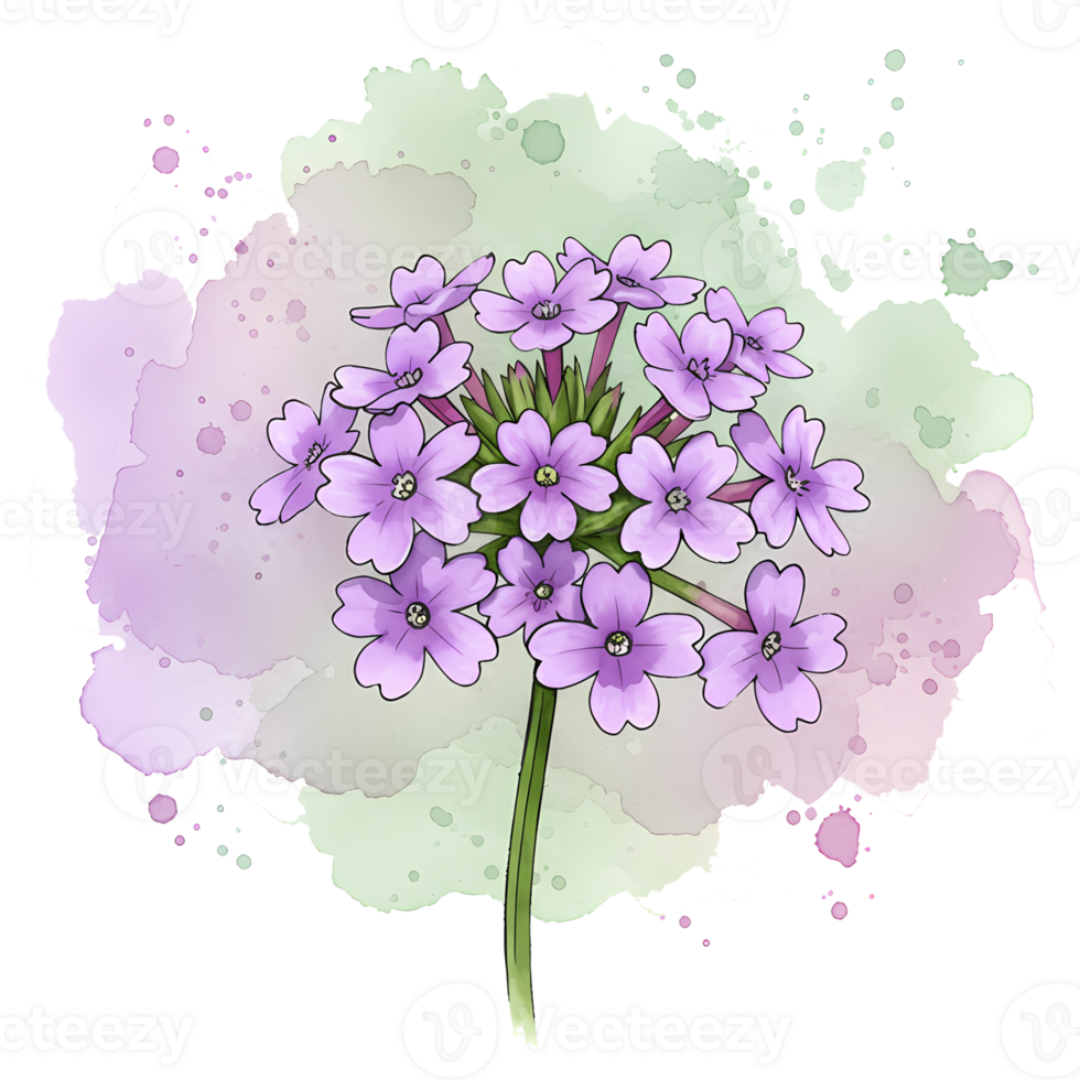 A watercolor style image of a cluster of light purple flowers with a green stem and a soft watercolor wash on transparent background png