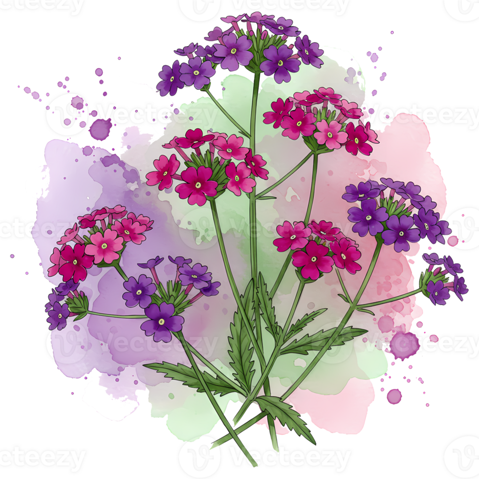 Watercolor floral with pink and purple verbena flowers and green stems against a watercolor splash on transparent background png