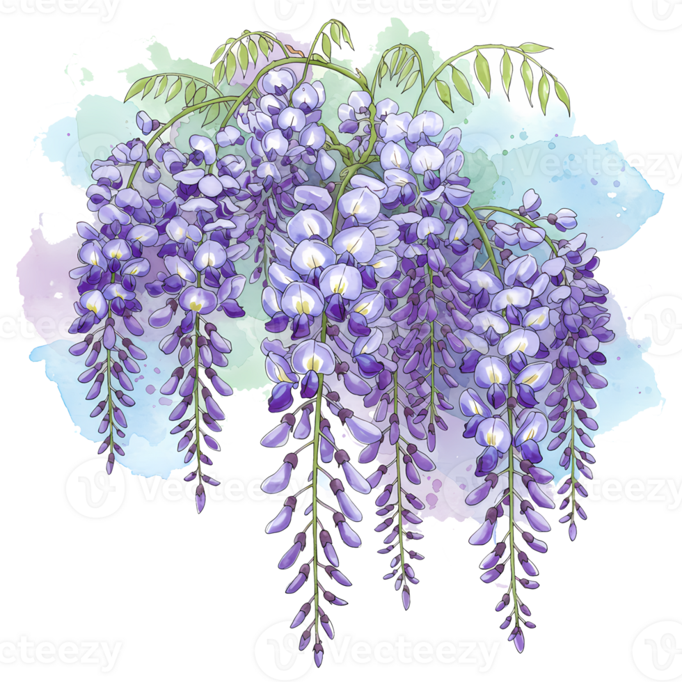 A cascading cluster of wisteria blossoms with watercolor accents and delicate foliage overhead above them on transparent background png