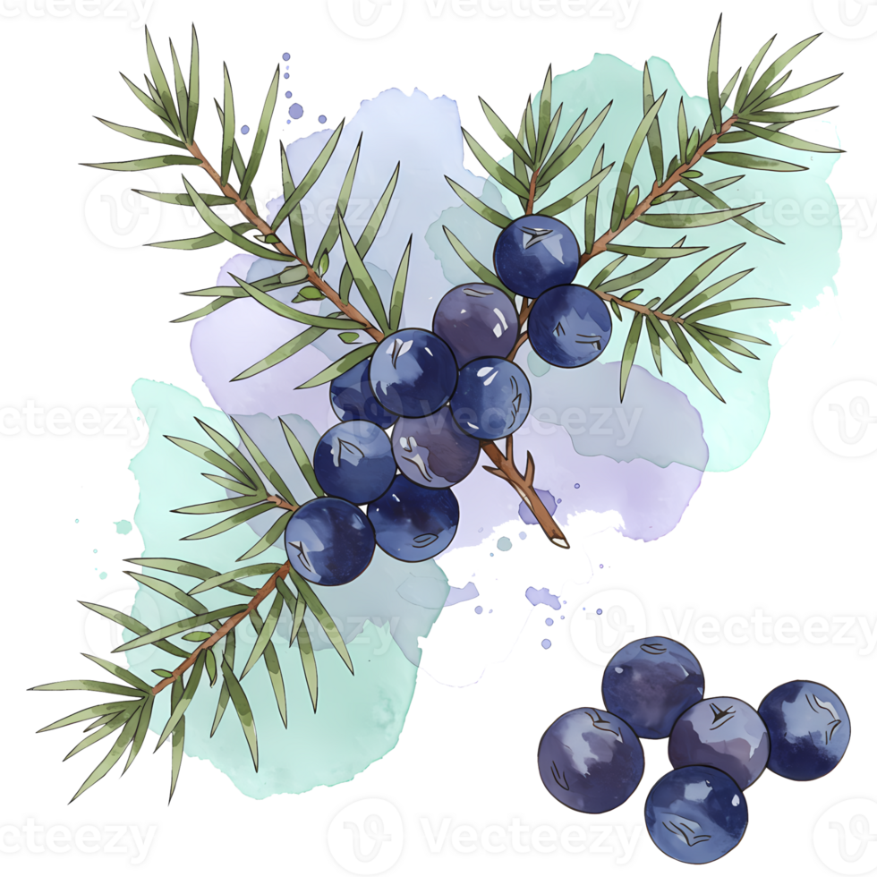 Watercolor painting illustrates juniper berries with greenery, creating a natural and beautiful botanical design element. png