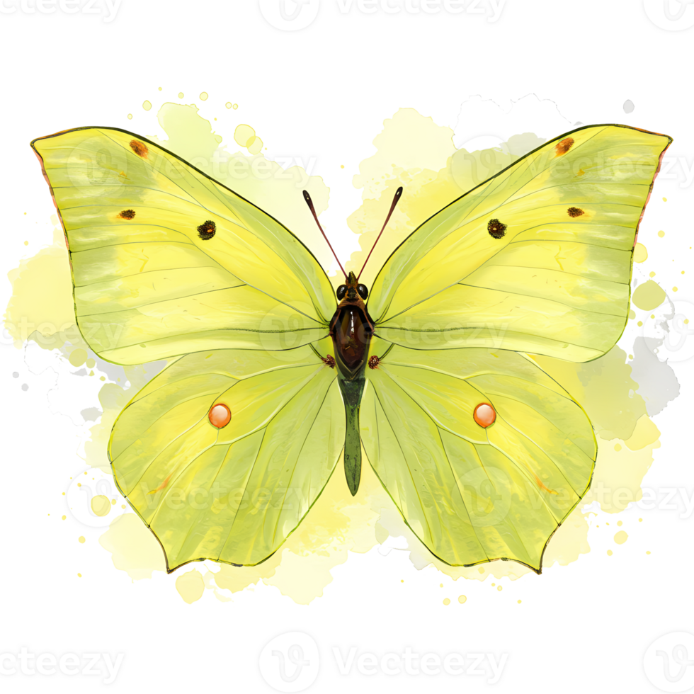Bright watercolor illustration showcases a delicately detailed yellow Gonepteryx rhamni butterfly against a soft, faded background. png