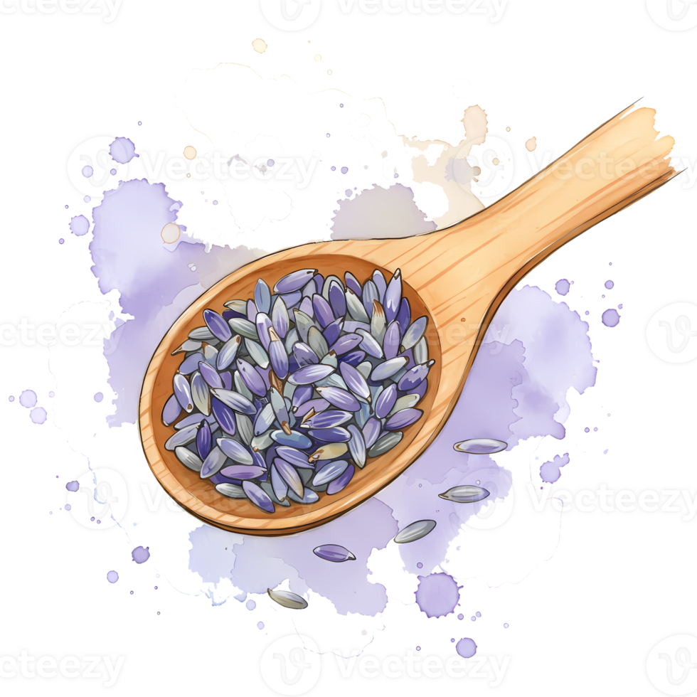 Captivating watercolor style rendering showcases a wooden spoon filled with fragrant lavender buds against a dark backdrop, transparent background png
