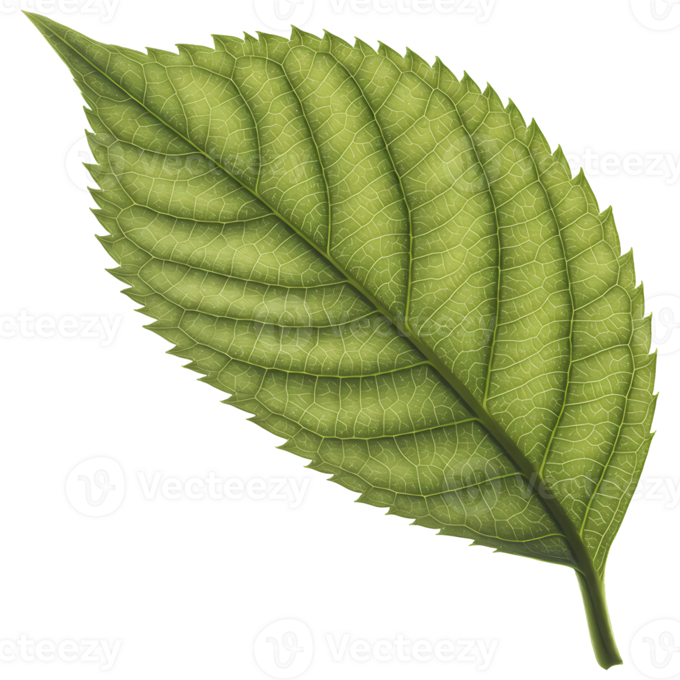 Detailed artwork showcases a vibrant green leaf with intricate vein patterns, highlighted against a stark black, transparent backdrop, transparent background png