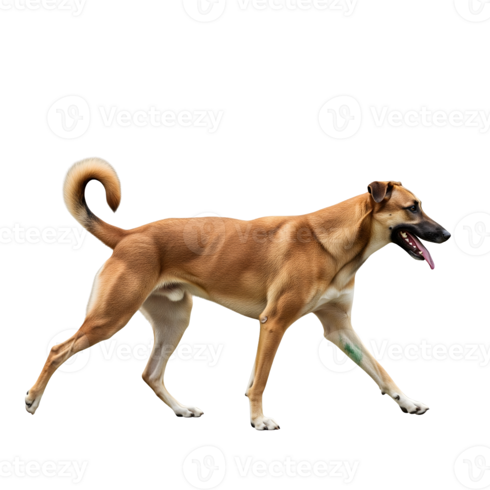 A brown dog with its tongue out walks against a transparent background, showcasing its active and healthy lifestyle png