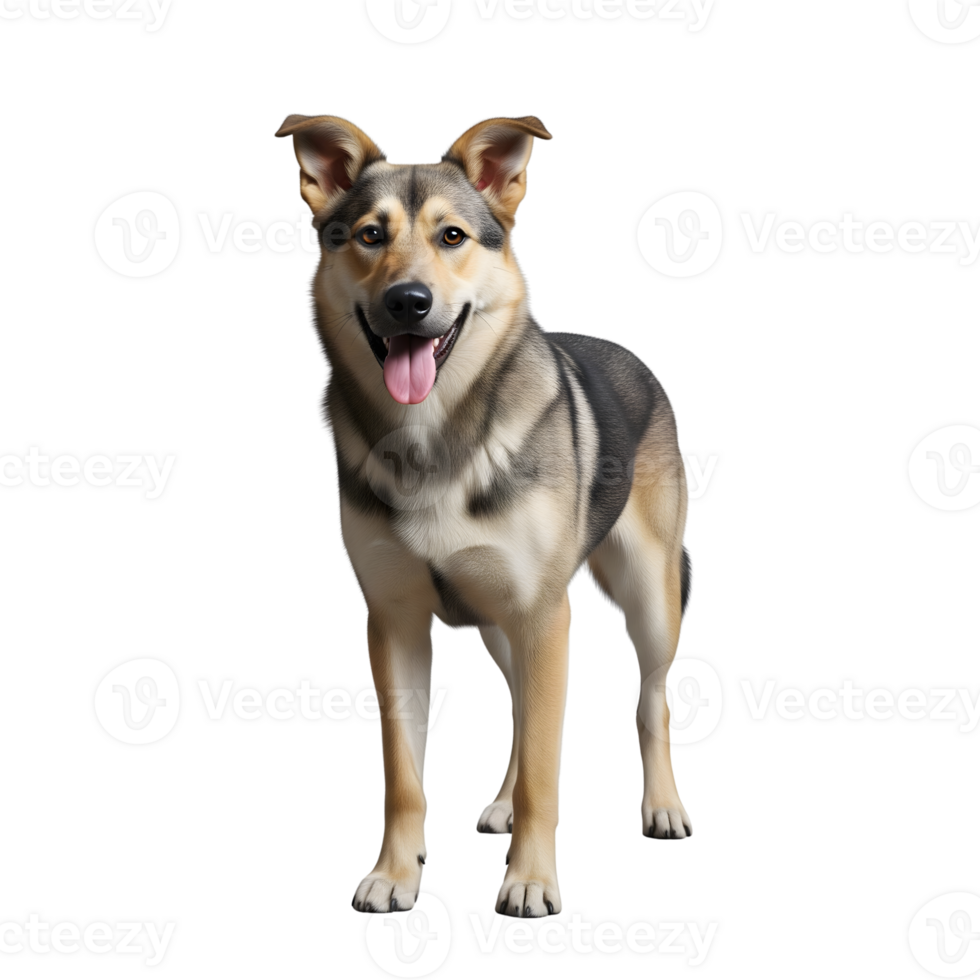 A beautiful mixed breed dog stands attentively with its tongue playfully sticking out, looking directly at the camera isolated on transparent background png