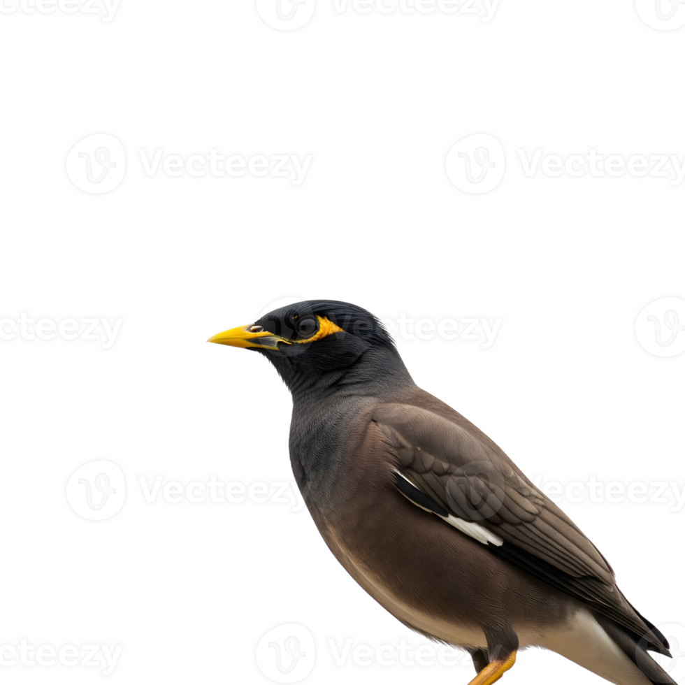 A common indian myna bird stands in profile, isolated on transparent background png