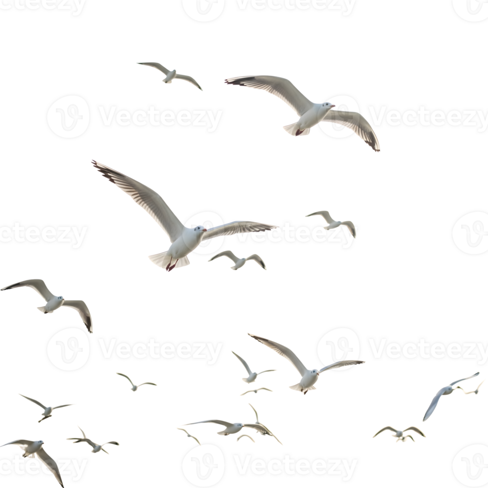 A flock of seagulls soars gracefully against a pristine transparent background, their wings spread wide as they navigate the open sky png