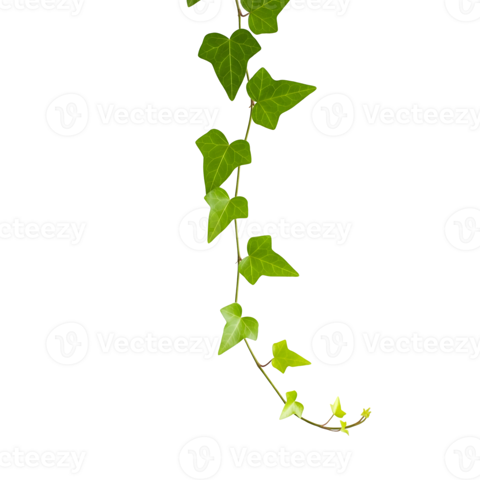 A delicate strand of green ivy gracefully hangs, showcasing its natural beauty and decorative potential isolated on transparent background png