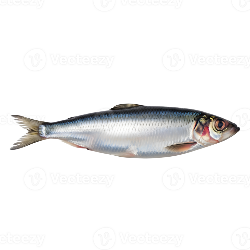 A fresh, raw herring fish with silver scales is isolated on transparent background, showcasing its natural beauty and potential as seafood png