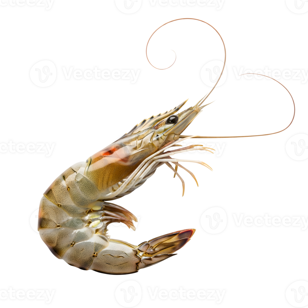 A fresh shrimp gracefully curves against a pristine white backdrop, highlighting its delicate texture and natural coloration isolated on transparent background png