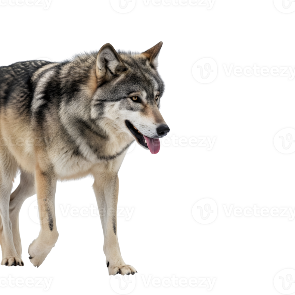 A majestic gray wolf stands against a transparent background, its fur detailed and its expression alert and focused png