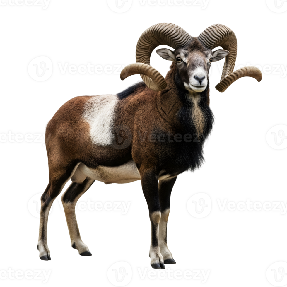 A majestic mouflon sheep with large, curved horns stands proudly, isolated on transparent background png
