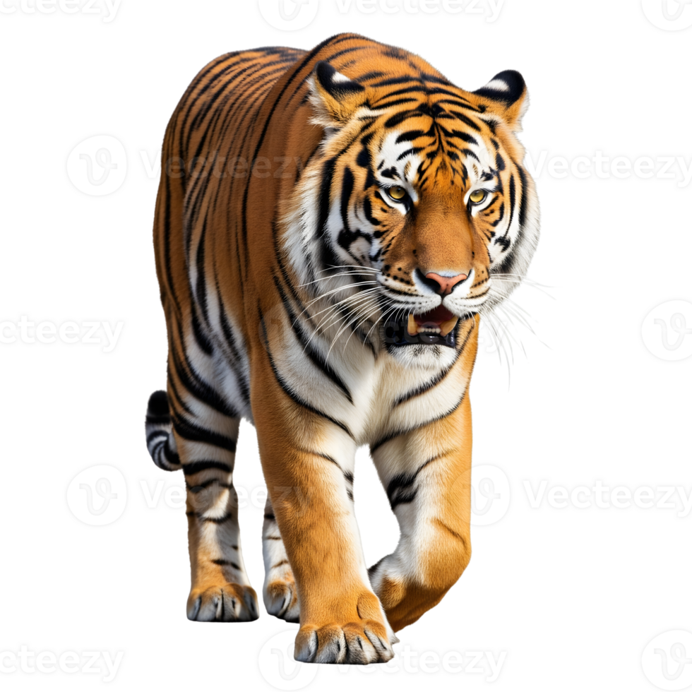 A majestic tiger is walking isolated on transparent background png