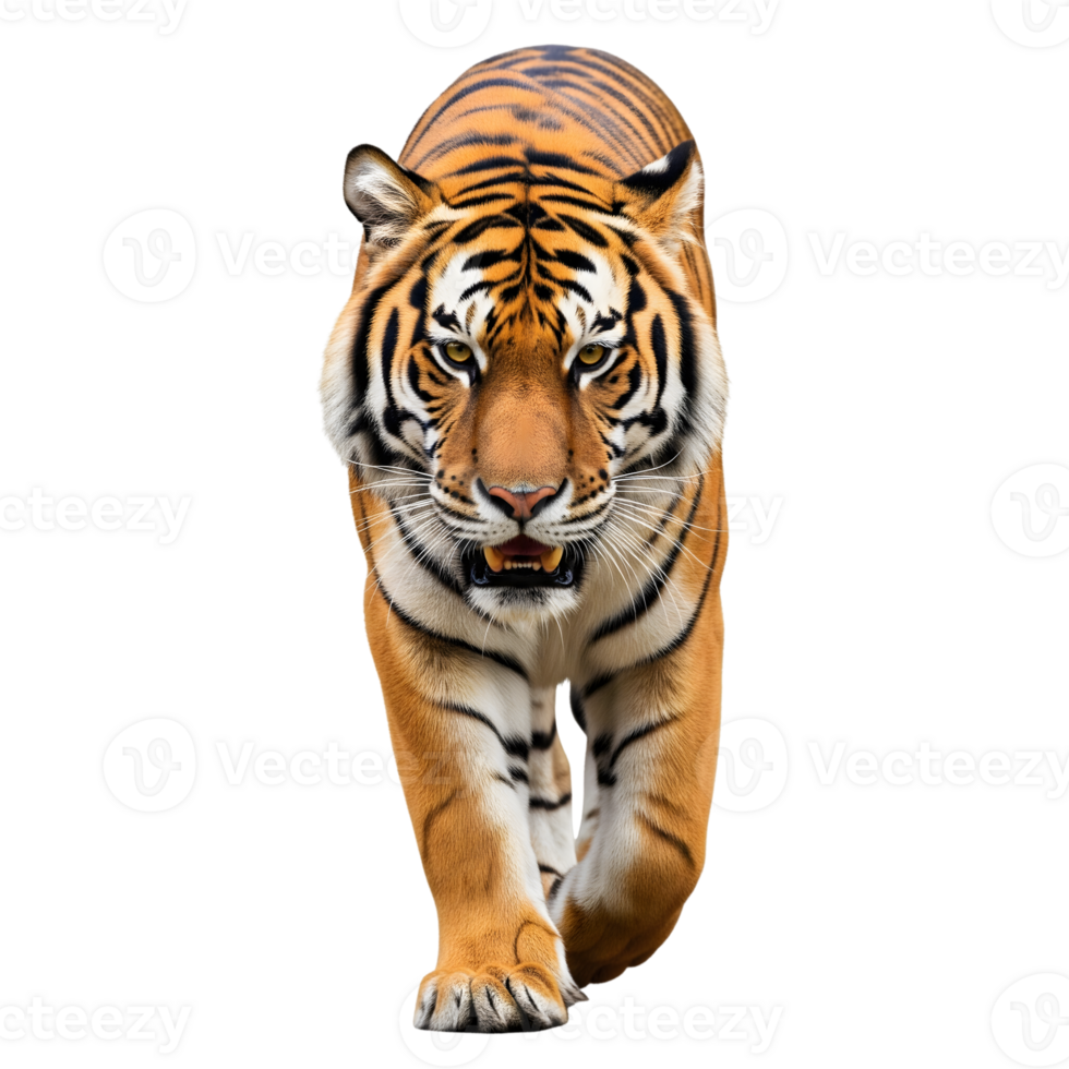 A majestic tiger is walking forward isolated on transparent background png