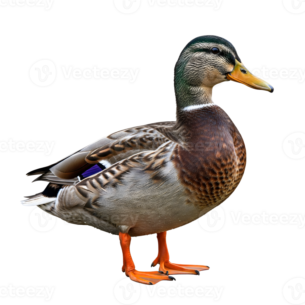 A male mallard duck with green head and brown chest stands isolated on transparent background, showcasing its vibrant plumage and orange feet png