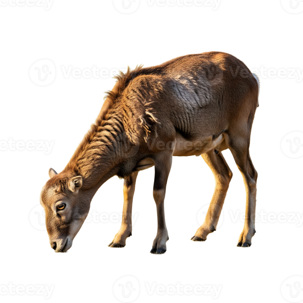 A mouflon grazes, isolated on transparent background, its brown fur catching the light png