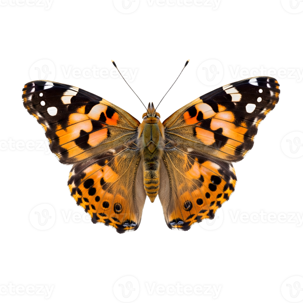 A painted lady butterfly with open wings isolated on transparent background png