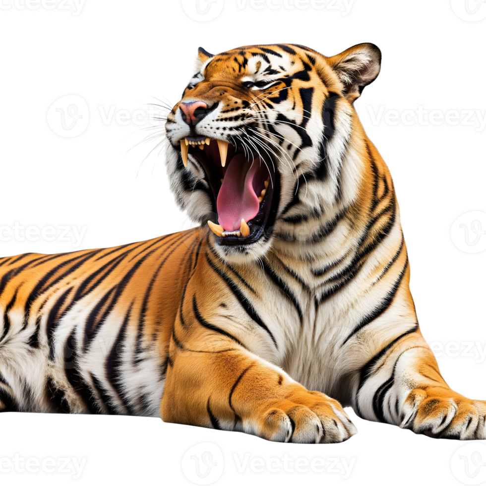 A majestic tiger roaring with its mouth wide open, showcasing its powerful teeth and striped fur, isolated on a transparent background png