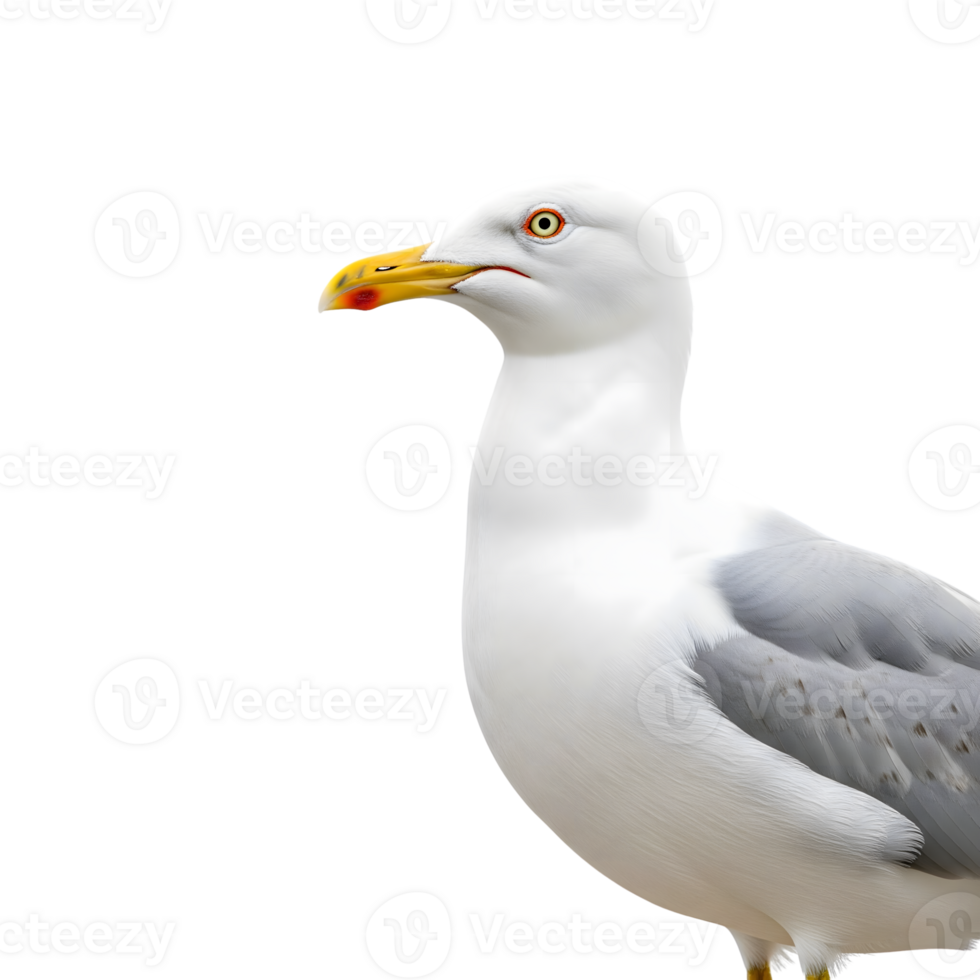 A seagull with white and gray feathers stands in profile, isolated on transparent background png