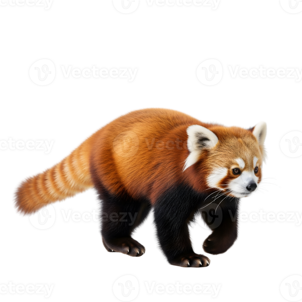 A red panda walks isolated on transparent background, showcasing its vibrant fur and distinctive markings png