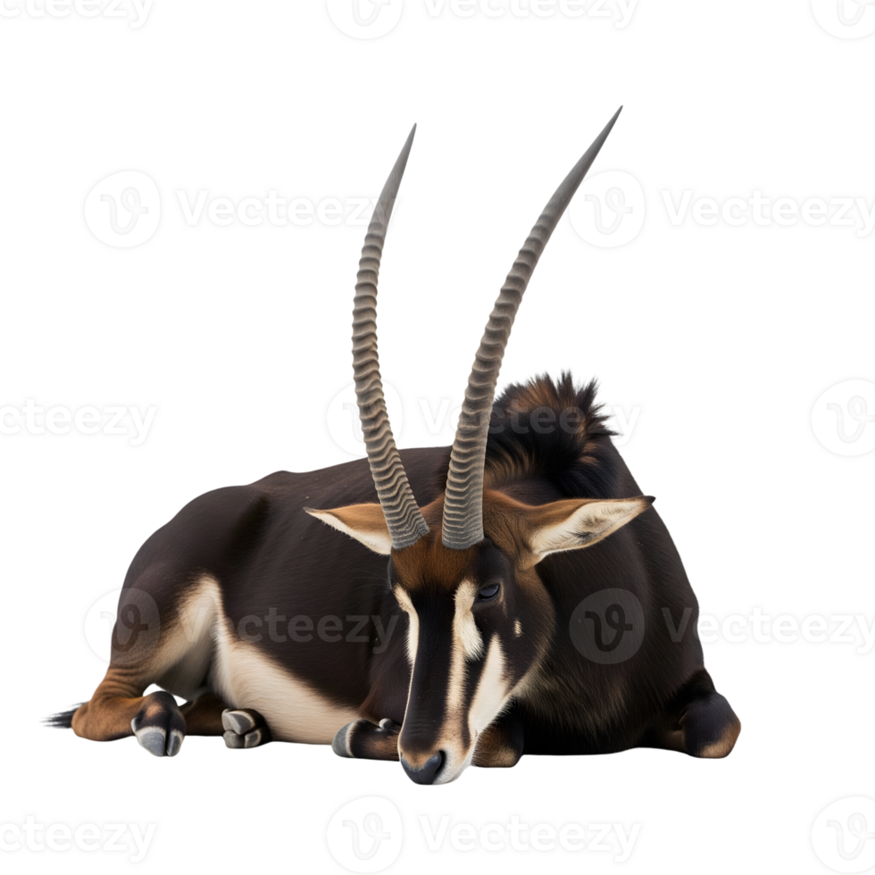 A sable antelope is lying down isolated on transparent background, showcasing its impressive horns and dark coat png