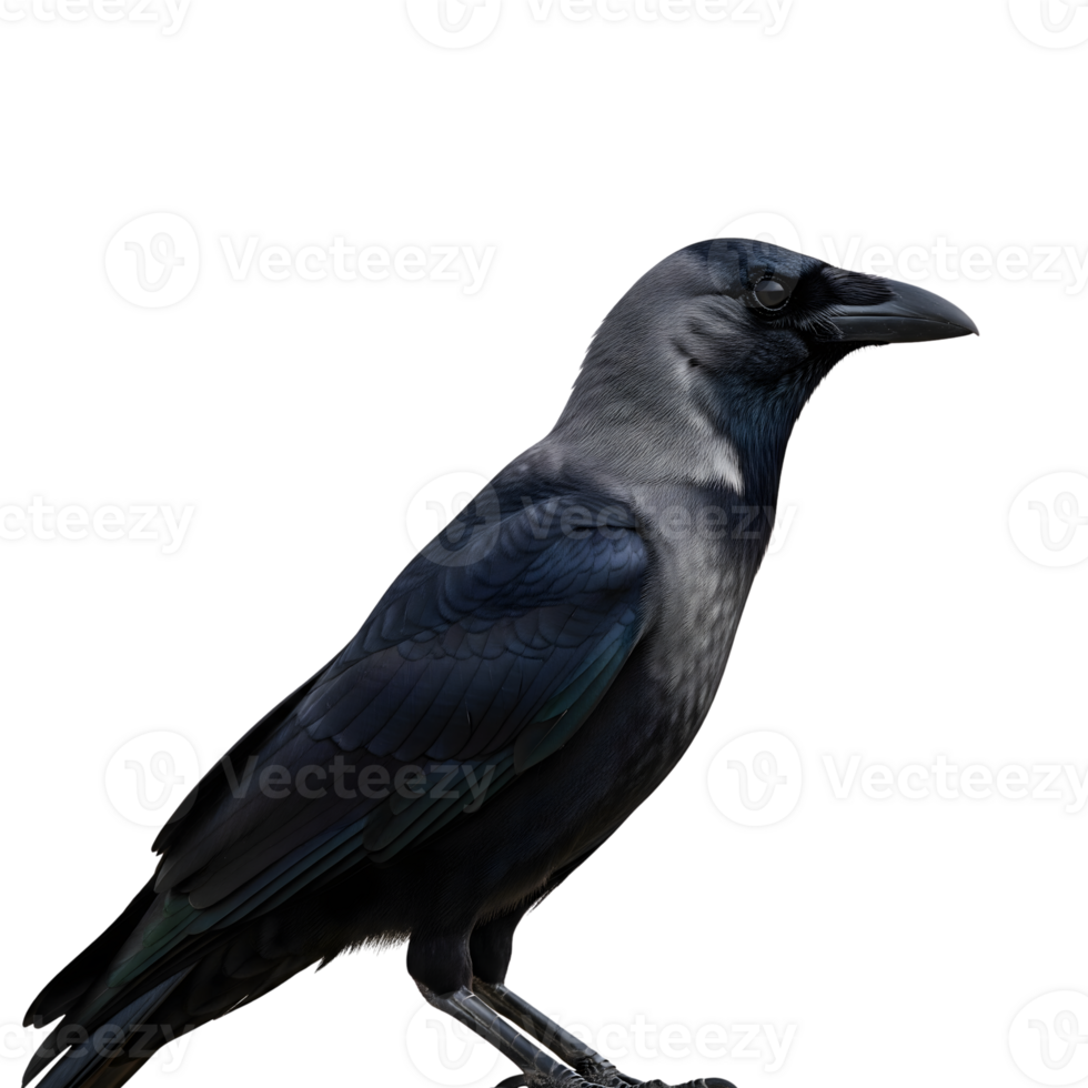 A sleek black crow with glossy feathers is perched against a stark transparent background, showcasing its sharp features and intelligent gaze png