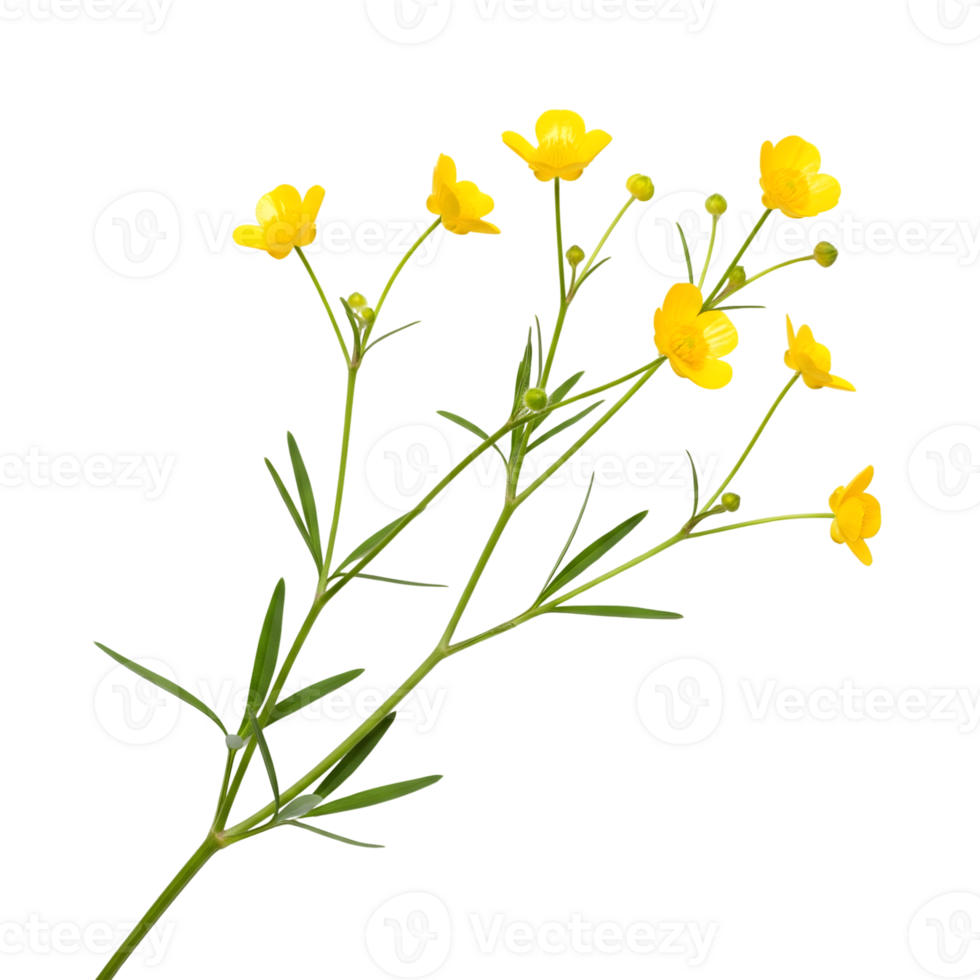 A sprig of yellow buttercup flowers is isolated on transparent background png